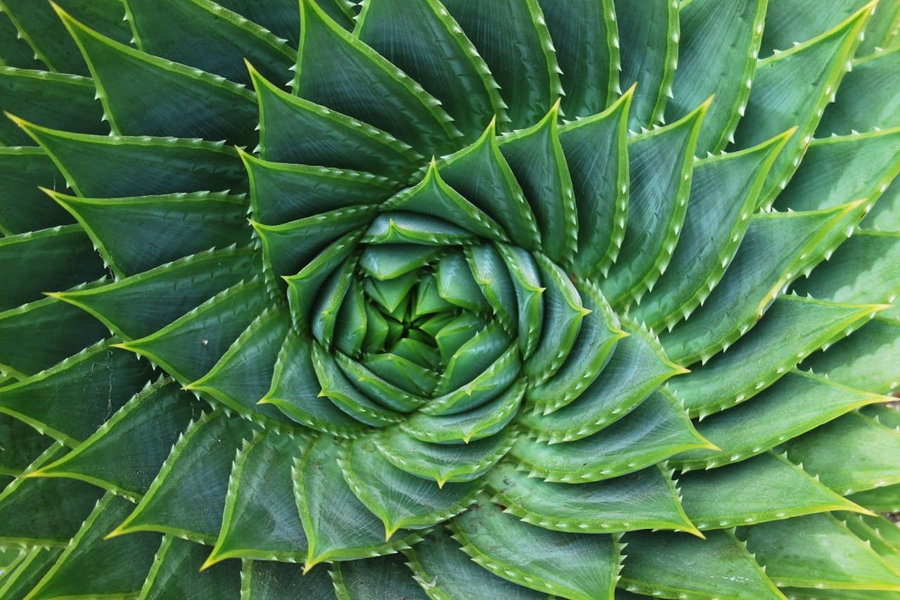 Spiral Aloe Polyphylla - Doug Vos