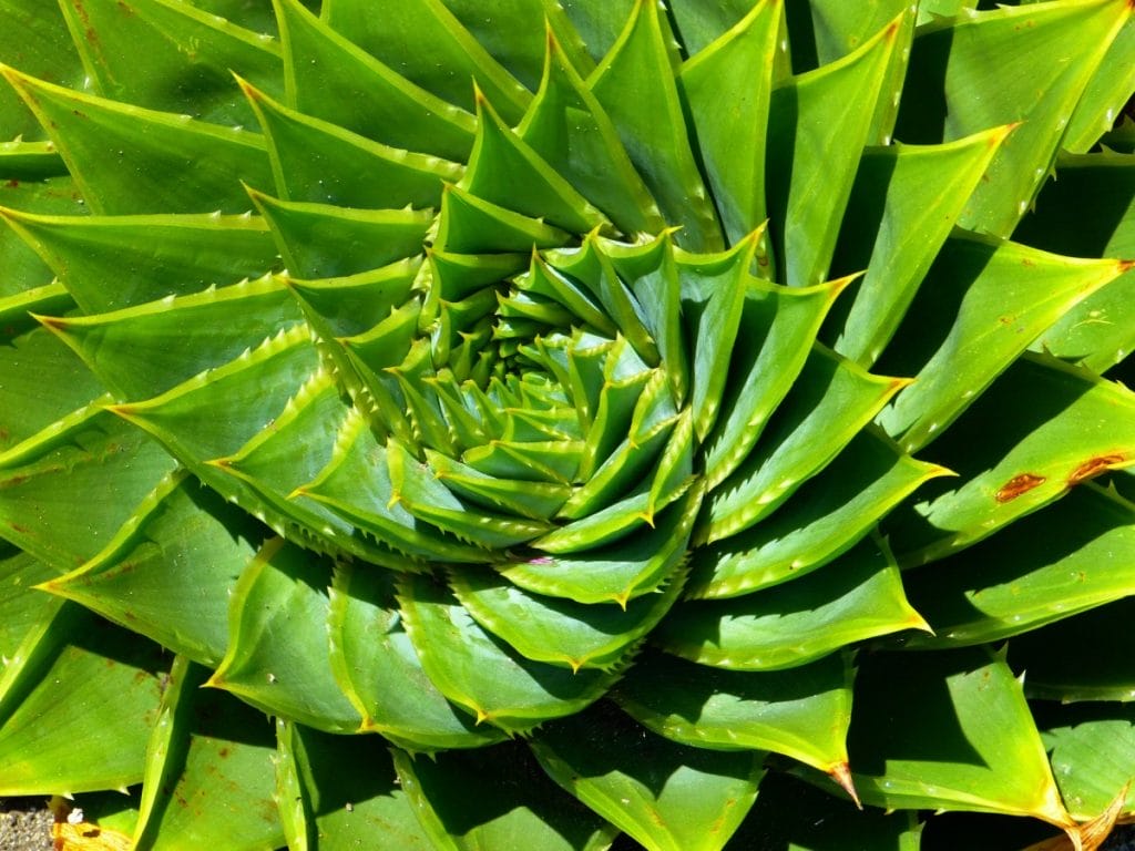Spiral Aloe