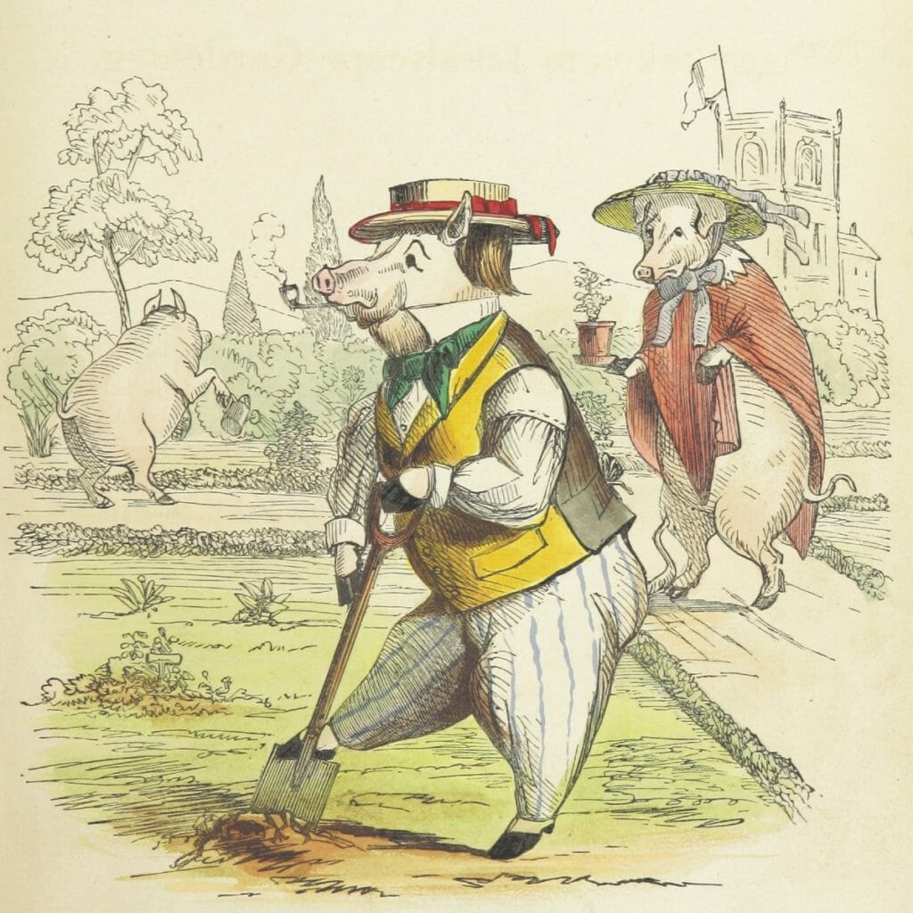 Piggy tries landscape gardening - puts his spade in the ground.