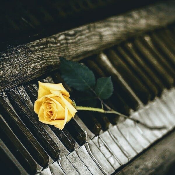 Yellow rose on old piano