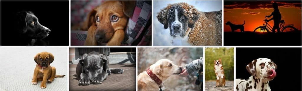 Free Dog Photos from Pixabay